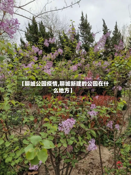 【聊城公园疫情,聊城新建的公园在什么地方】