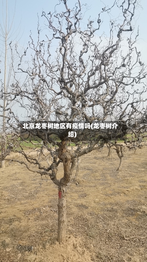 北京龙枣树地区有疫情吗(龙枣树介绍)